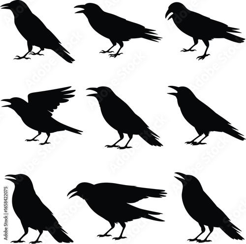 Crow and raven silhouette collection, blackbird vector set, standing and flying birds, spooky Halloween animal graphic, horror wildlife illustration