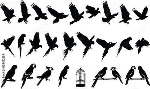 "Variety of Silhouette Birds in Flight and Perched, Parrots, Cockatoos, Parakeets, Birdcage, Black Background, Animal Illustrations for Design