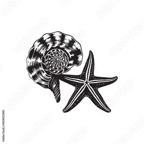 Vector art of vintage illustration of a conch seashell and starfish, isolated on white background, representing marine life and the ocean