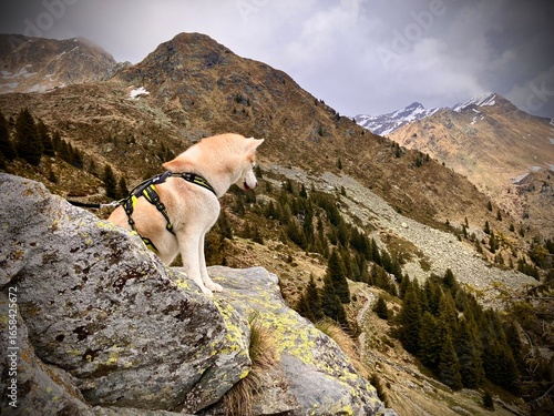 Siberian husky in montagna 