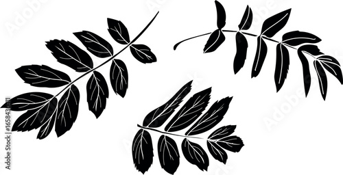 Black silhouettes of leаves of rowan (Sorbus aucuparia) isolated on white background	