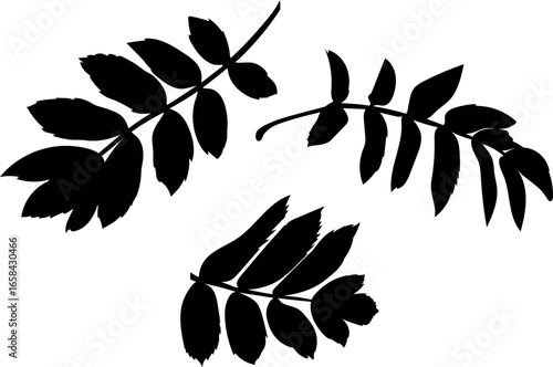 Black silhouettes of leаves of rowan (Sorbus aucuparia) isolated on white background	