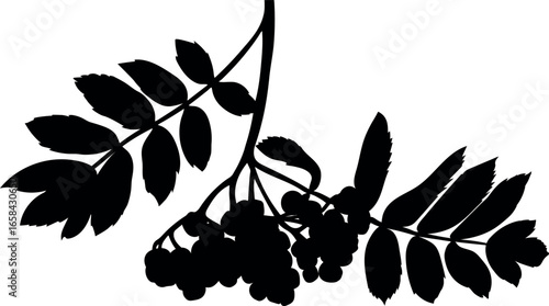 Black silhouette of bunch of rowan berries with two leaves isolated on white background