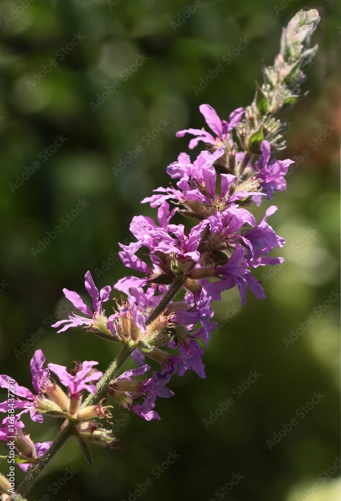 Obraz premium Purple loosestrife - Lythrum Salicaria plany blooming