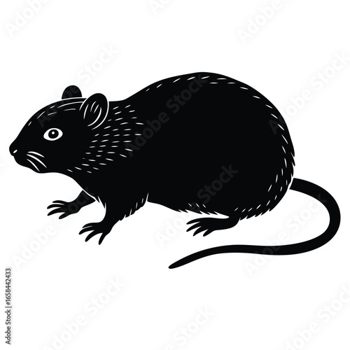 vole vectore animal