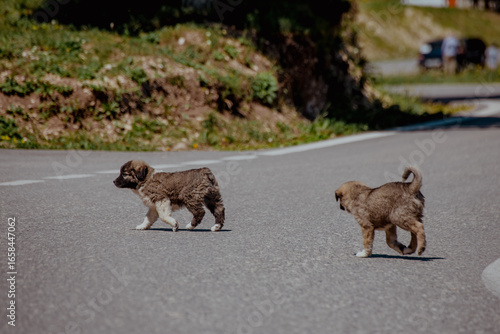 Two small brown puppies walking on a rural road in the Caucasus region. The background features green hills and a clear blue sky.