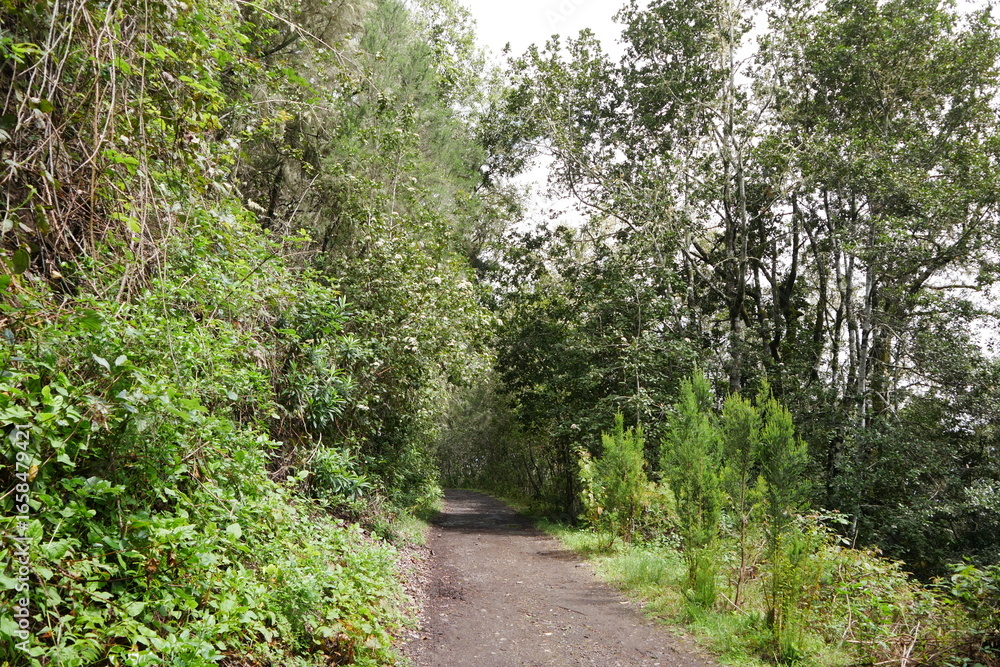 Fototapeta premium Lorbeerwald auf Teneriffa