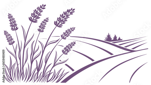 Vector art of lavender field landscape illustration with lavender flowers in the foreground and rolling hills in the distance