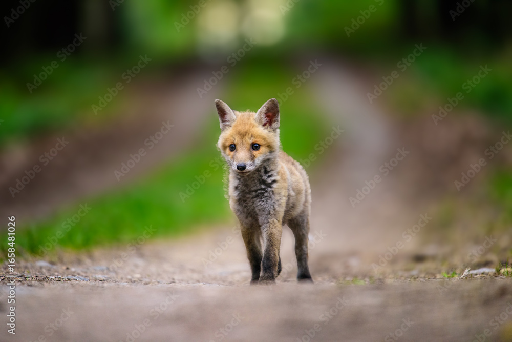 Fototapeta premium Cute Red Fox, Vulpes vulpes in fall forest. Beautiful animal in the nature habitat. Wildlife scene from the wild nature. Red fox running in orange autumn leaves