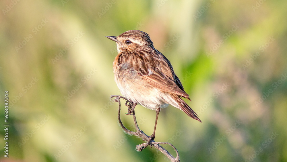 Fototapeta premium sparrow on a branch