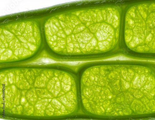 Translucent Green Seed Pod Macro: Detailed Veins and Cell Structure