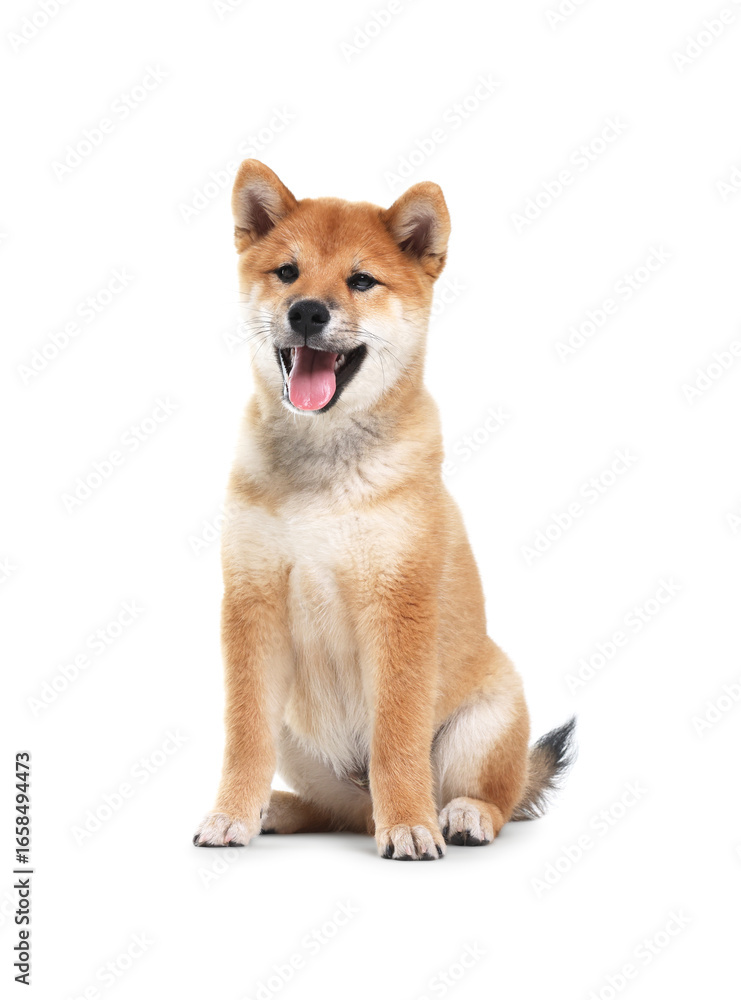 Cute Shiba Inu dog sitting on white background Cute Shiba Inu dog sitting on white background