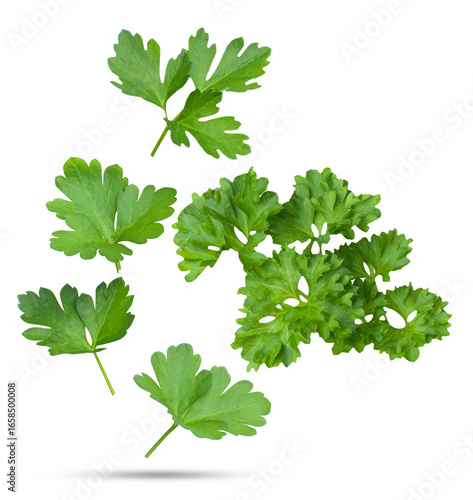 Wallpaper Mural bright green parsley leaves scattered on transparent background Torontodigital.ca