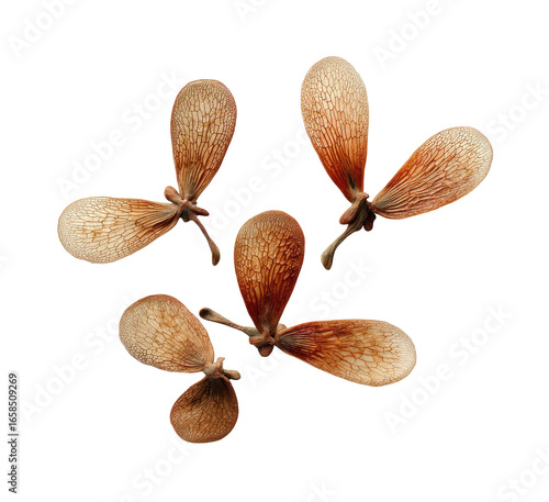 Close-up of five dried seed pods, light brown in color, arranged in a starburst pattern against a black background. 