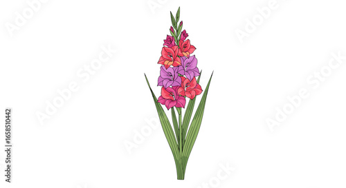 Illustration of a gladiolus flower stalk with pink and purple blooms and green leaves on a white background on transparent background