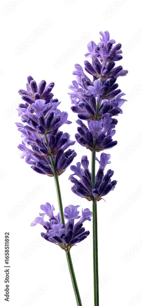 Obraz premium Close-up of three lavender sprigs against a black background. Deep purple flower clusters with delicate stems and light green leaves. The image is detailed and captures the floral texture