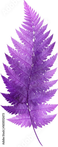 Detailed close-up of a vibrant purple fern leaf