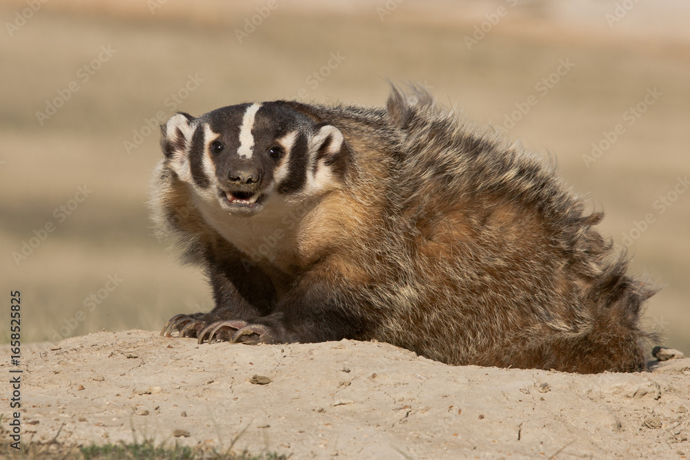 Fototapeta premium American Badger taken in Badlands North Dakota under controlled conditions