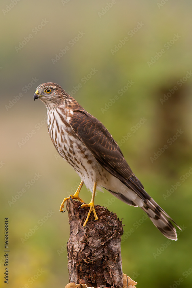 Naklejka premium Sharp-shinned Hawk juvenile perched taken in northern MN