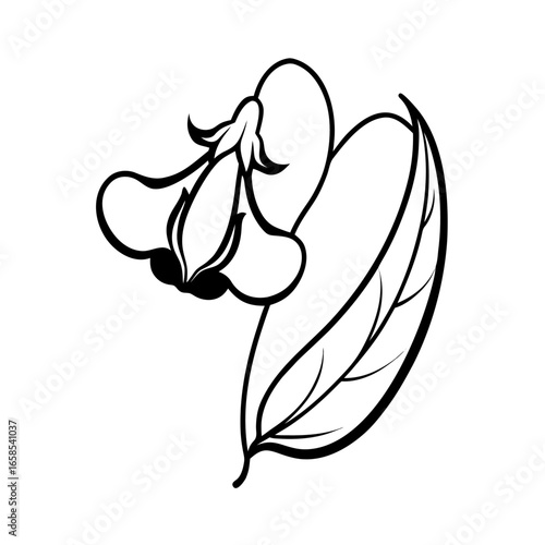  sweet pea flower