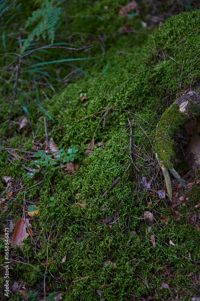 Obraz premium moss on a tree