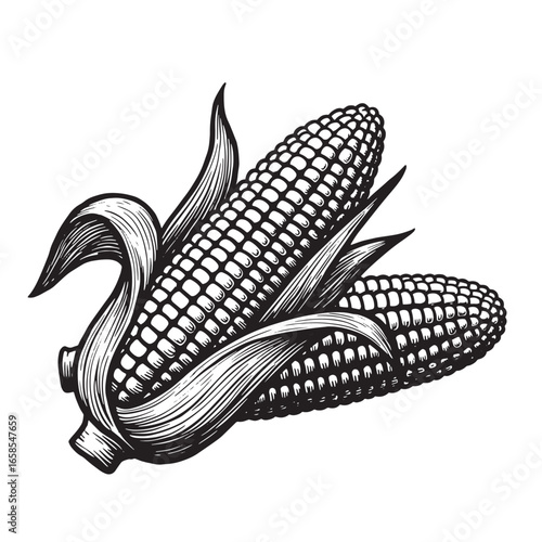 Detailed engraved illustration of two corn cobs with leaves on a clean white background