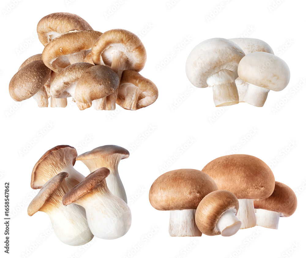 Fototapeta premium fresh mushroom assortment for flavorful culinary creations