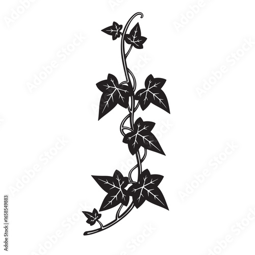 Elegant black and white illustration of climbing ivy leaves for decorative design
