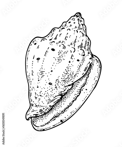 Seashell sketch. Hand drawn vector illustration. Black and white. Engraving style