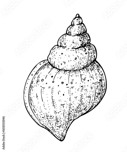Seashell sketch. Hand drawn vector illustration. Black and white. Engraving style