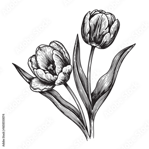 Elegant engraved illustration of two blooming tulips with detailed artistic crosshatching