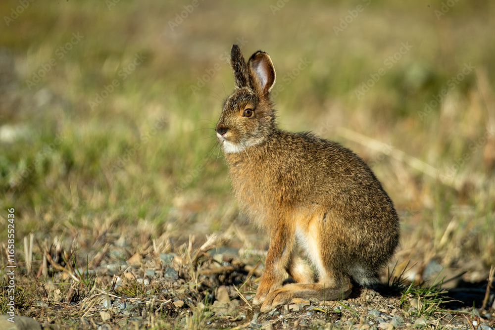 Obraz premium Snowshoe Hare summer pelege