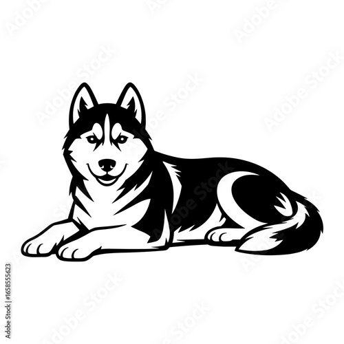 Husky Laying Down