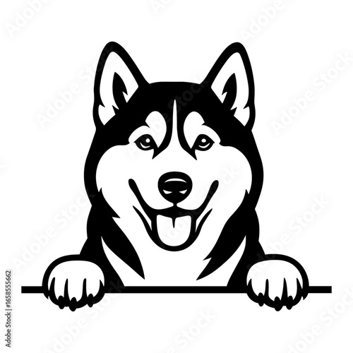 Husky Peeking