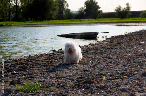 Fluffy Coton de Tulear Dog on Grass Hill