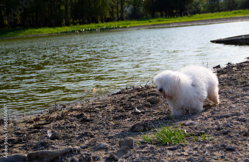 Fluffy Coton de Tulear Dog on Grass Hill