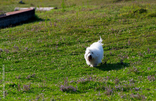 Fluffy Coton de Tulear Dog on Grass Hill