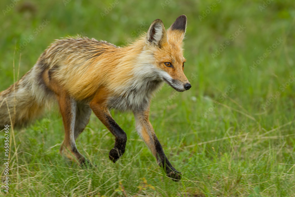 Fototapeta premium Red Fox running taken in Yellowstone National Park, Wyoming