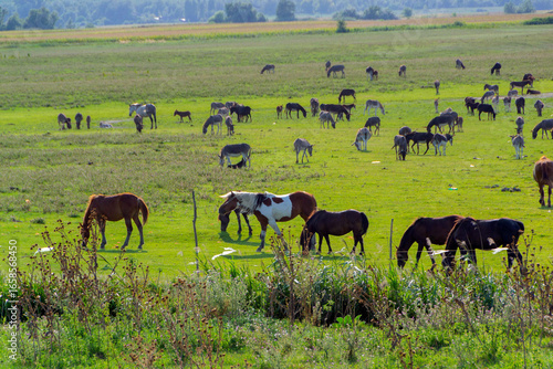 Horses and Donkeys Grazing on Green Pasture