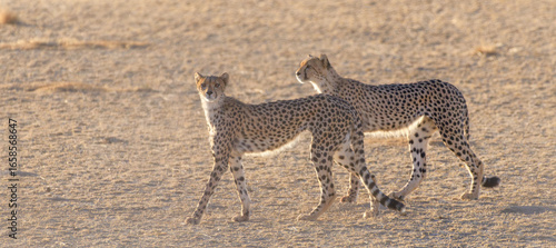 Canvas Print Cheetah
