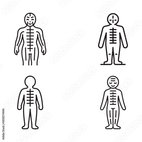 Vector Illustration of Three Body Types with Skeletal Lines