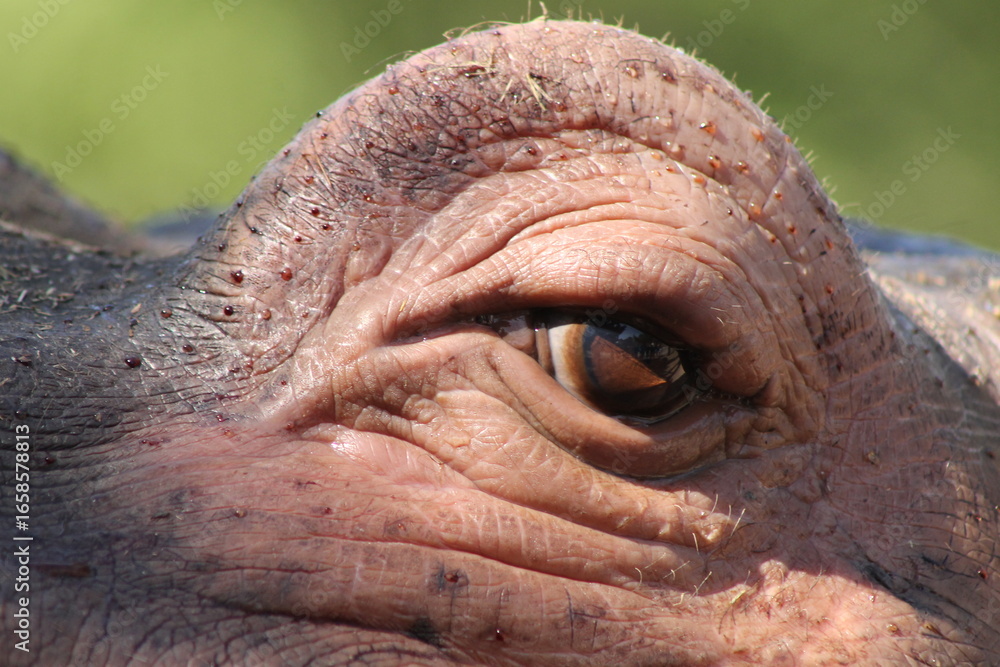 Obraz premium Gros plan sur l’œil d’un hippopotame avec sa sécrétion protectrice rougeâtre