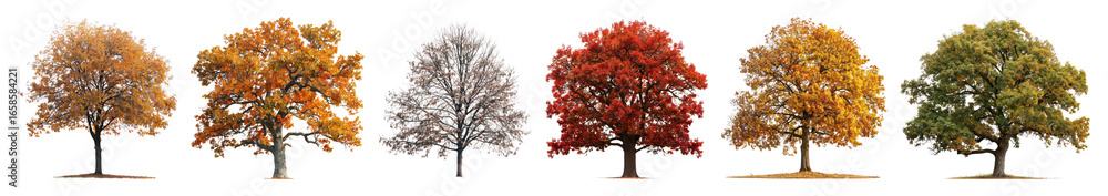 Fototapeta premium PNG Seasonal tree transformation sequence, element set on transparent background