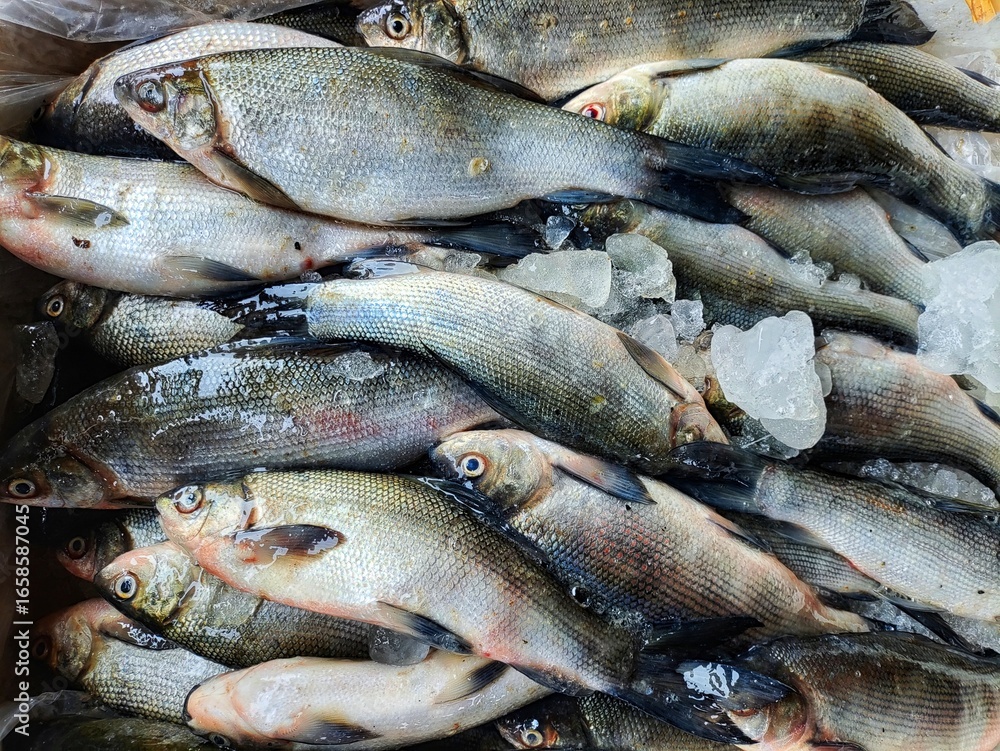 Fototapeta premium rohu and catla carp sale in indian fish market HD