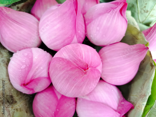 Canvas Print A detailed close-up of a cluster of fresh, vibrant pink lotus buds, a traditional offering for religious worship, nestled amongst green leaves