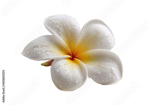 Close-up of a pristine white plumeria flower with water droplets.  A delicate,  symmetrical bloom, showcasing soft yellow center.  Isolated against a pure black background