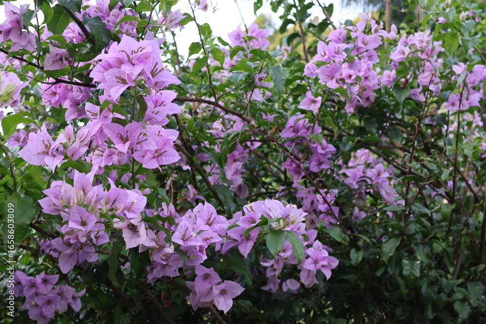 Fototapeta premium pink flowers in the garden