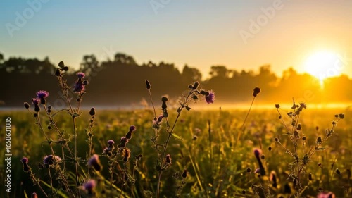 Golden Sunrise Over a Foggy Meadow Featuring Thistle Plants Against a Backdrop of Trees and a Clear Blue Sky in a Serene Rural Landscape