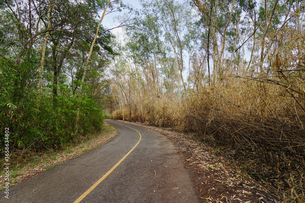 Fototapeta premium road in the forest with trees burned by fire at countryside