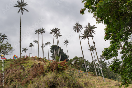 Cocora Valley. Wax palms in Colombia. View of a magical forest in Colombia called cocora valley with many wax palms and mist. Travel Colombia